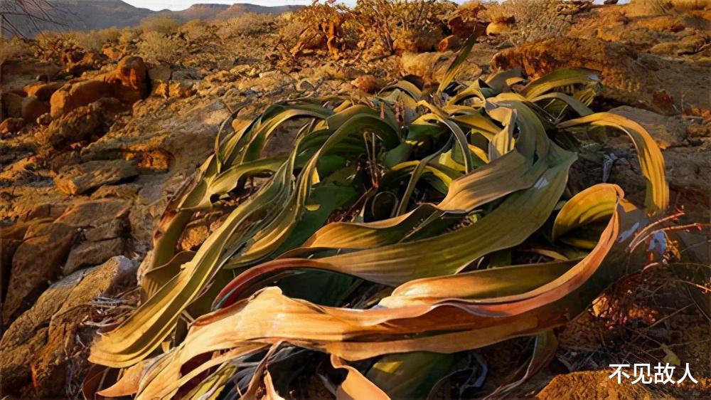 非洲沙漠中的“大章鱼”:何处地方有水就往何处去,已活1000多年