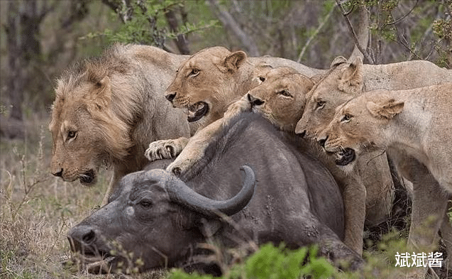 斌斌酱|如果放两只老虎到非洲草原,它克服三方面挑战后,会取代狮子成为新的之王吗?