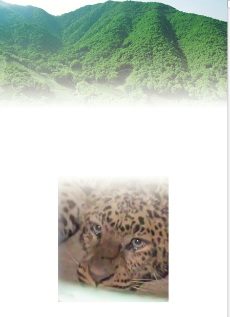 舜网 “瞒豹”, 谁之患？园方被指至少瞒报一周, 比金钱豹脱逃更加危险