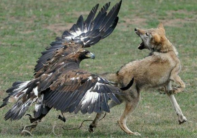  狼唯一的天敌，光听名字就让狼闻风丧胆，它的食谱中最爱吃的是狼