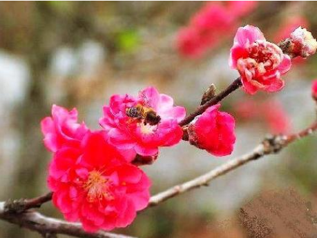 玄何师傅|找到家里的桃花位,如何进行旺桃花风水布局