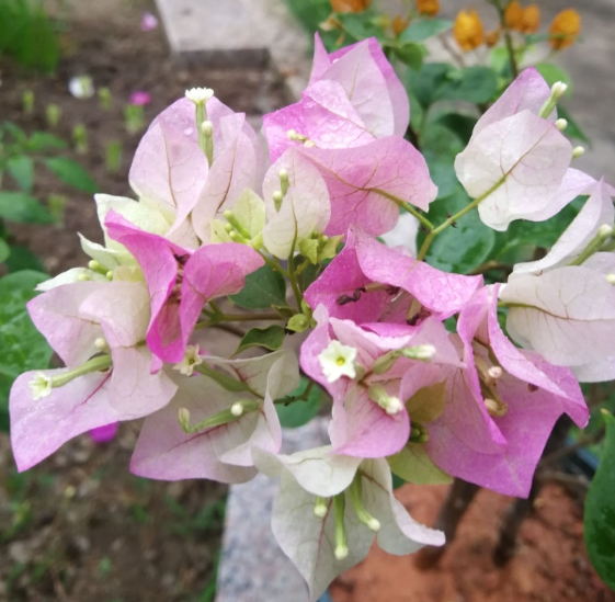 花百科 6个三角梅勤花品种,养好1棵就能开爆,一开花就成“摇钱树”