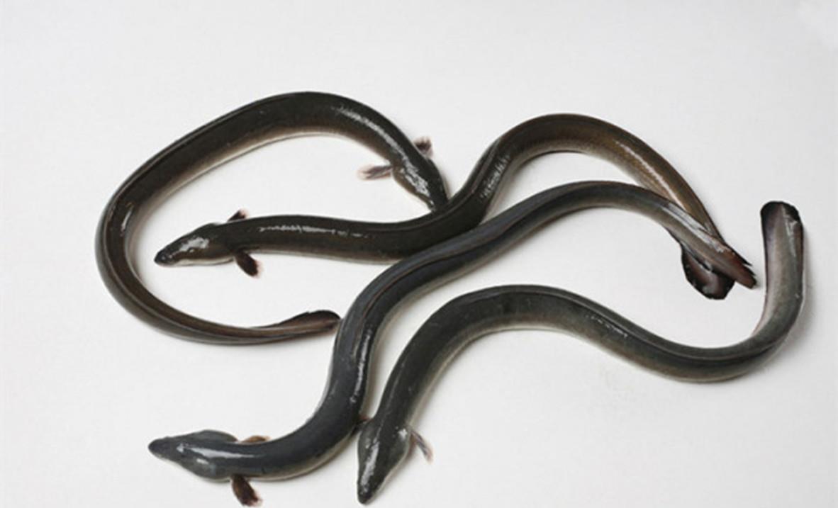 海洋生物 被天敌吞下肚子，也会奋力逃出生天，一起走近求生欲极强的动物