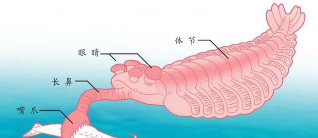化石 拥有超过1200块化石的“塔利怪物”,凭什么困扰了科学界60多年?