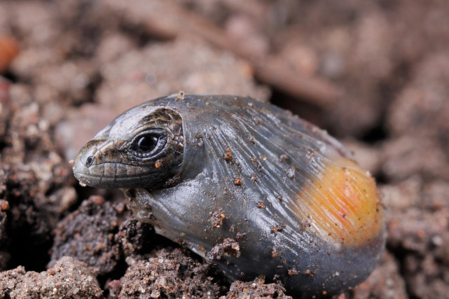 石龙 已知唯一的案例，澳洲蜥蜴可以边下蛋边产仔，它处在进化过渡期