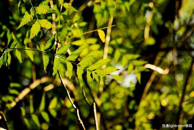 人像|怎样让摄影作品拍出唯美感，试试这5个散景摄影技巧