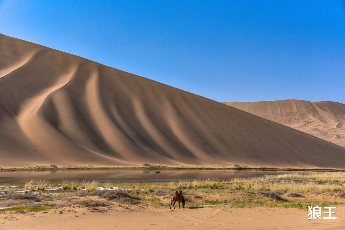 狼王|女子轰走了想鸠占鹊巢的小叔子一家,还是做恶人自己心里痛快!