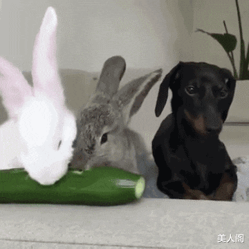 美人阁 以为是个王者，没想到是个废铁哈哈哈