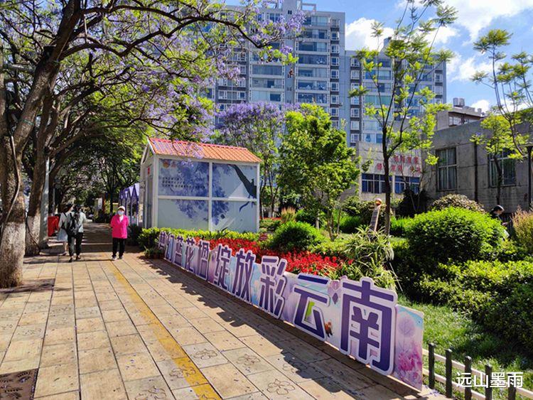 远山墨雨 盘点时下昆明最热的网红打卡地，教场中路的蓝花楹，定会榜上有名