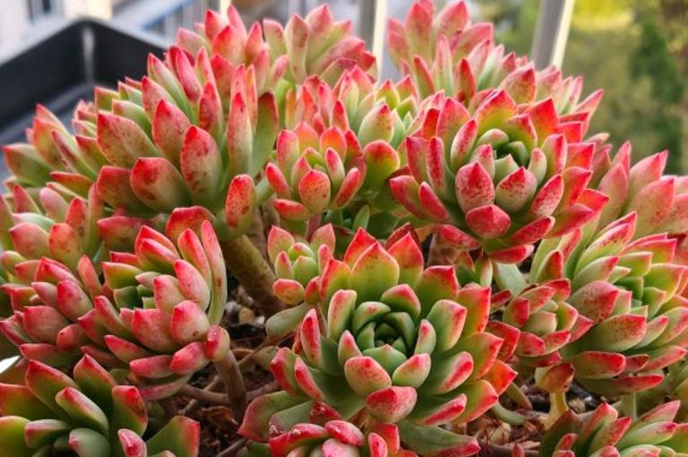 续约紫罗兰 你不知道的多肉马库斯——养好了叶片不但会红，有时还有甜香味