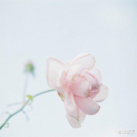 星座女|非常能干,有贵族风范的星座女