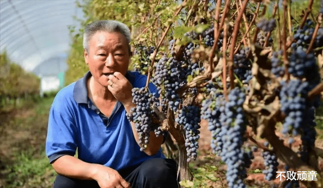 葡萄酒|23年前，宁夏科技厅的主任去法国考察，点了瓶酒，法国人开价1万美金，主任回国后就辞职，带着30万去做农民