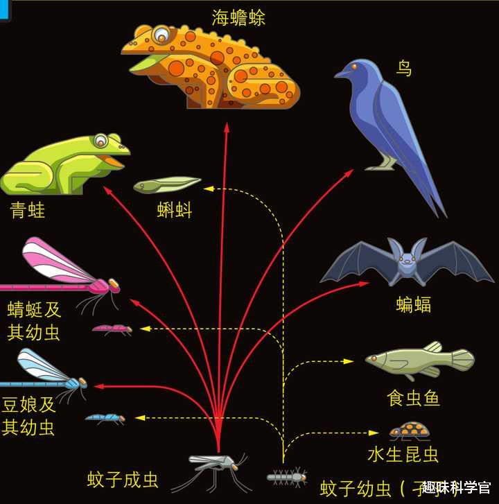 蚊子|蚊子在地球上到底有什么用?如果将其全部消灭,后果会很严重吗?