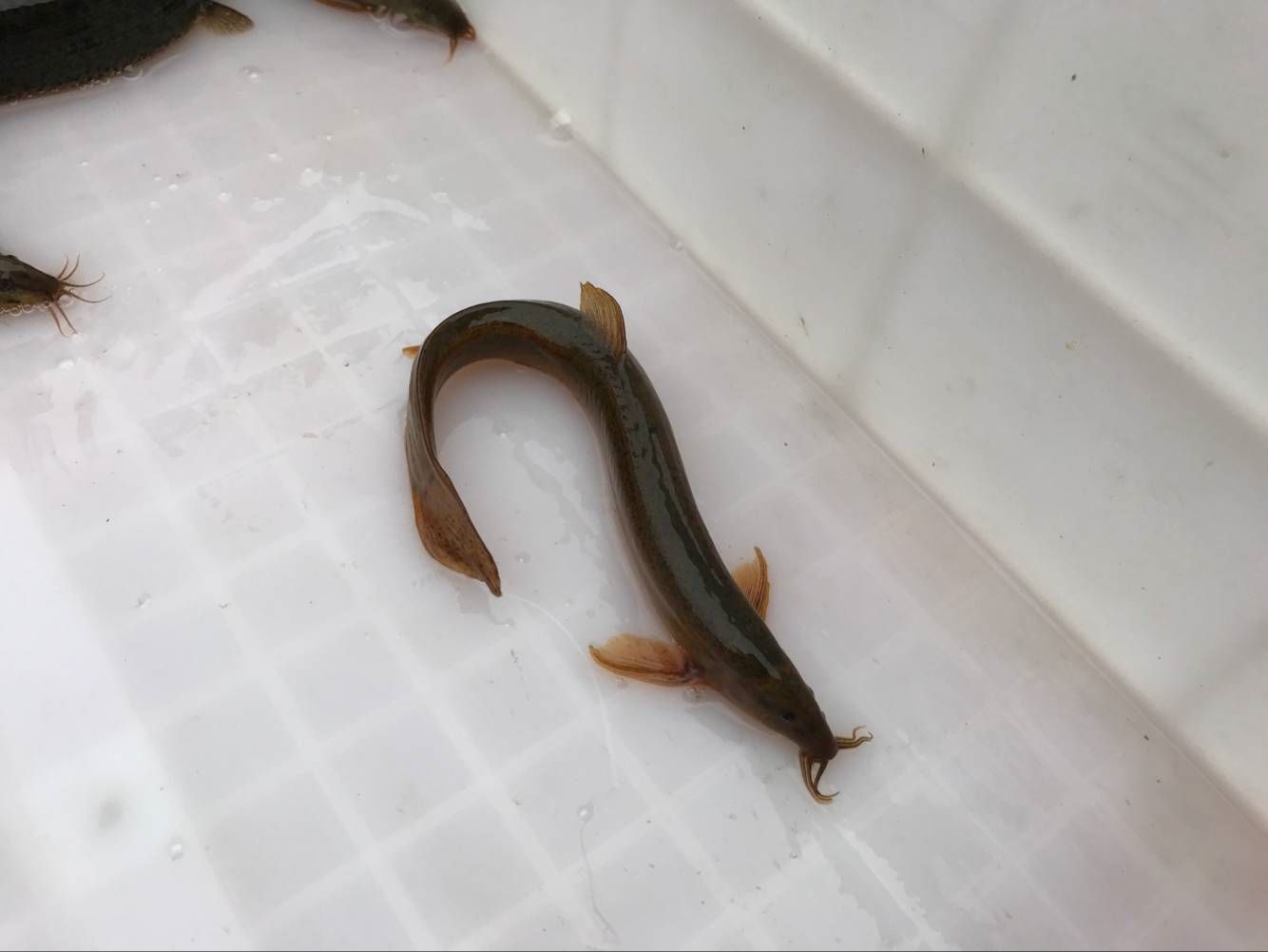 湖北|此乃“水中人参”，味道很鲜美，以前用来喂猫，如今是高端食材