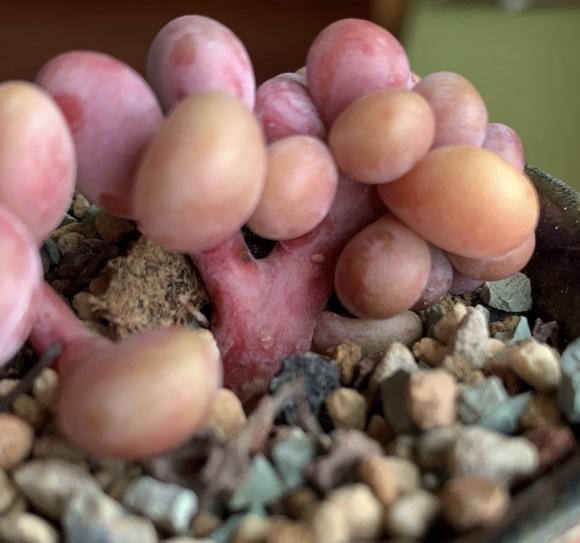 向阳园艺 想让多肉出状态,赶紧拿到室外,昼夜温差大,两周养出全状态