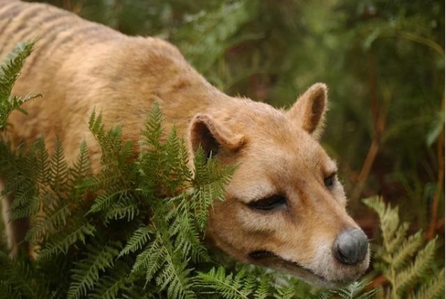  被活活冻死的国宝猛兽，在1936年被人类捕杀灭绝，现今后悔莫及