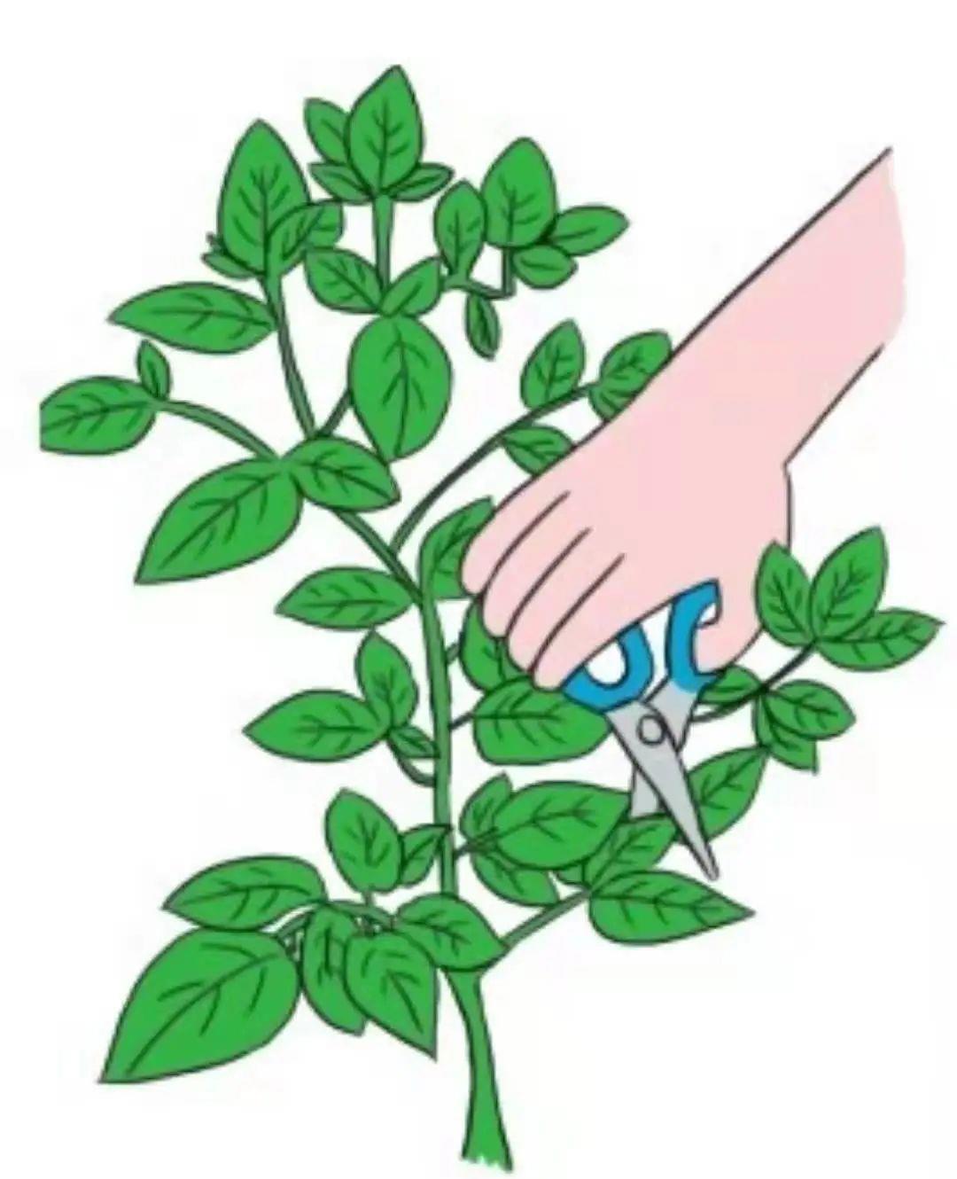 种上阳台 神秘的紫色迷你椒真好看，想要尝尝它是甜是辣，试试播种盆栽！