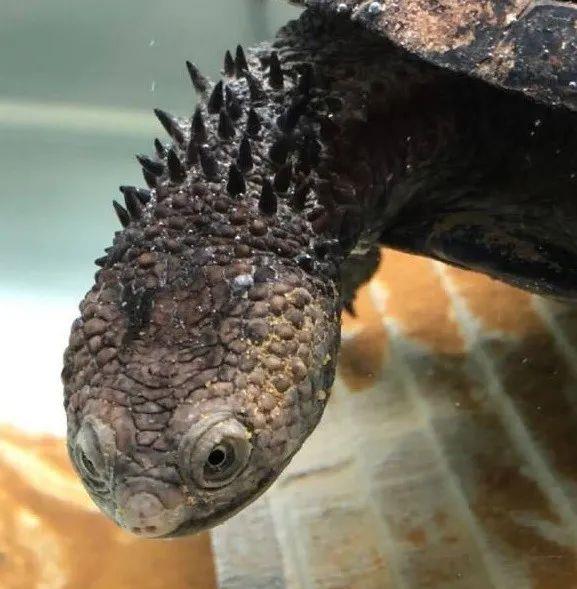 海龟 它在龟界不常露脸，但本身就有不凡的身躯