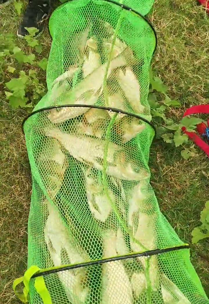 赣江|鲢鳙、江鳊、鳜鱼，赣江鱼变多，有人轻松钓几十斤，网友：应禁钓