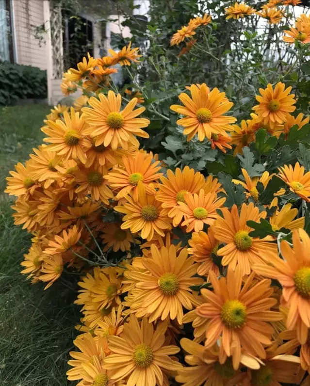 宁波|150㎡私家别墅庭院，打造花开满园的自然舒适小花园，太美了