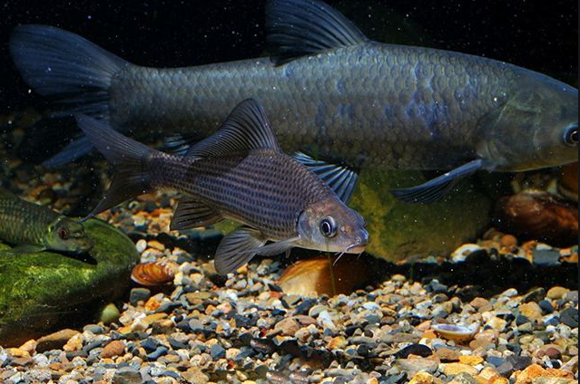 |两钓友钓获生长30年以上百斤巨青, 没放生, 没出售.而是杀了吃肉