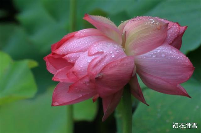 荷花|早秋秋雨荷花美词五首：芙蕖花上濛濛雨，六尺芙蓉满意凉