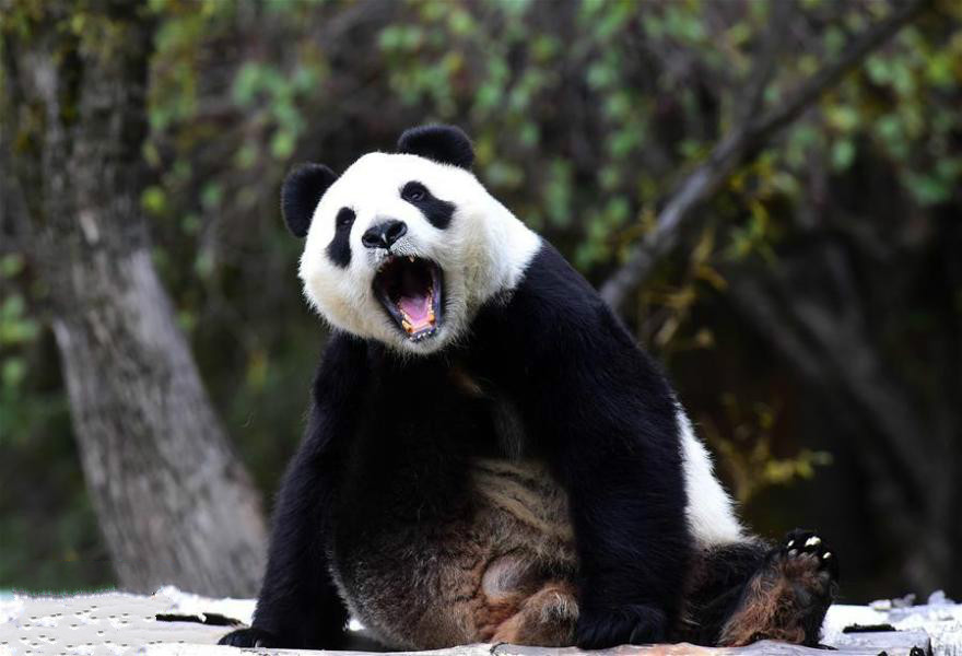 老虎 为什么说熊猫不怕老虎和狮子？网友：先弄明白它的祖先是谁