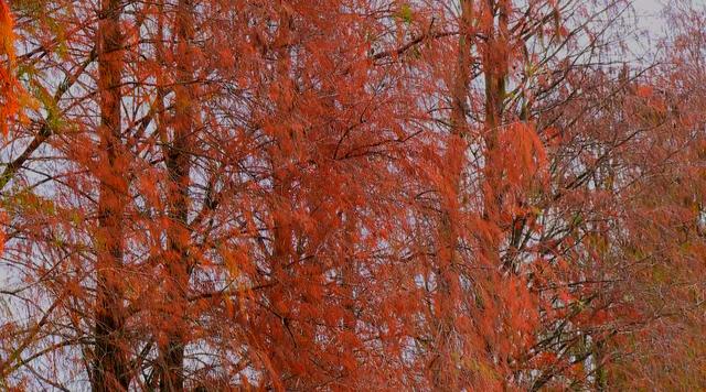 落羽杉|冬日才有的红色“梦幻林”，就在恩平这些地方