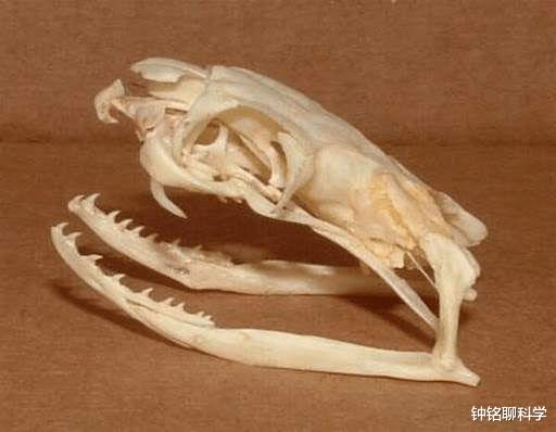 眼镜蛇 蛇吞蛇！3米眼镜蛇吞下2米蟒蛇，无毒蛇遇到毒蛇只能一败涂地吗？