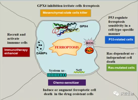 霍金 沃吉百科   什么是铁死亡？铁死亡的发生机制和研究思路是？