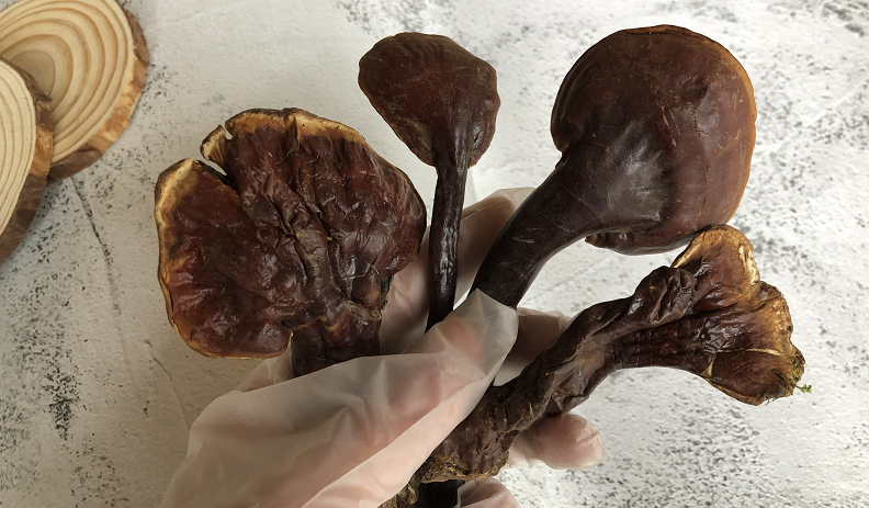 曲草堂滋补养生旗舰店|灵芝的食用方法与用法用量