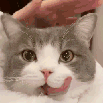 桉月|表情包：猫咪动图表情包 ???