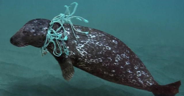 科学家 马里亚纳海沟深处，科学家发现不该看到的“东西”，人类要警惕！