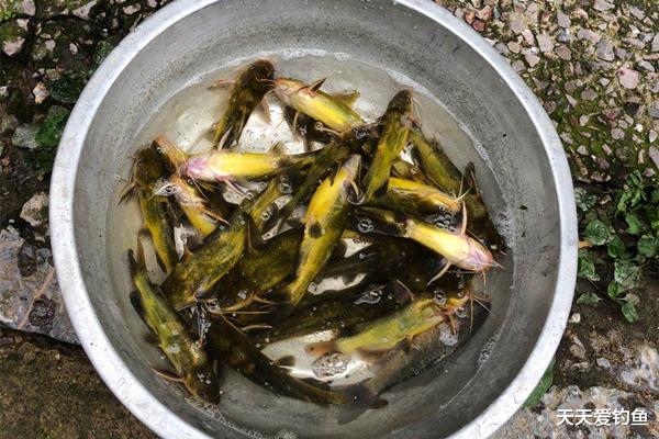 五菱征途|春季除了鲫鱼好钓，别忘了这些鱼类也陆续开口，开始变得好钓