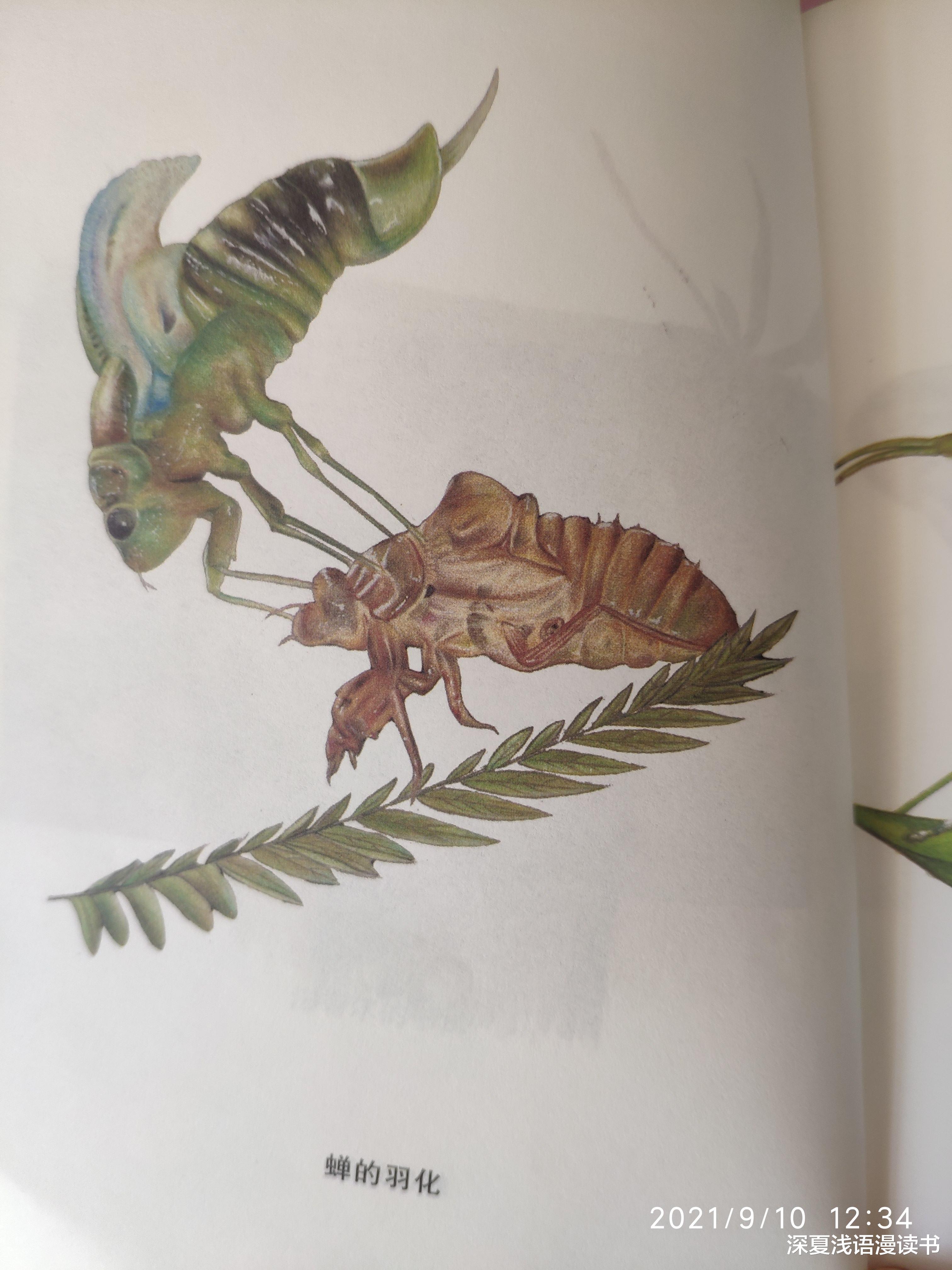 太阳系 法布尔《昆虫世界的社会生活》，严谨的科学与心灵的文学