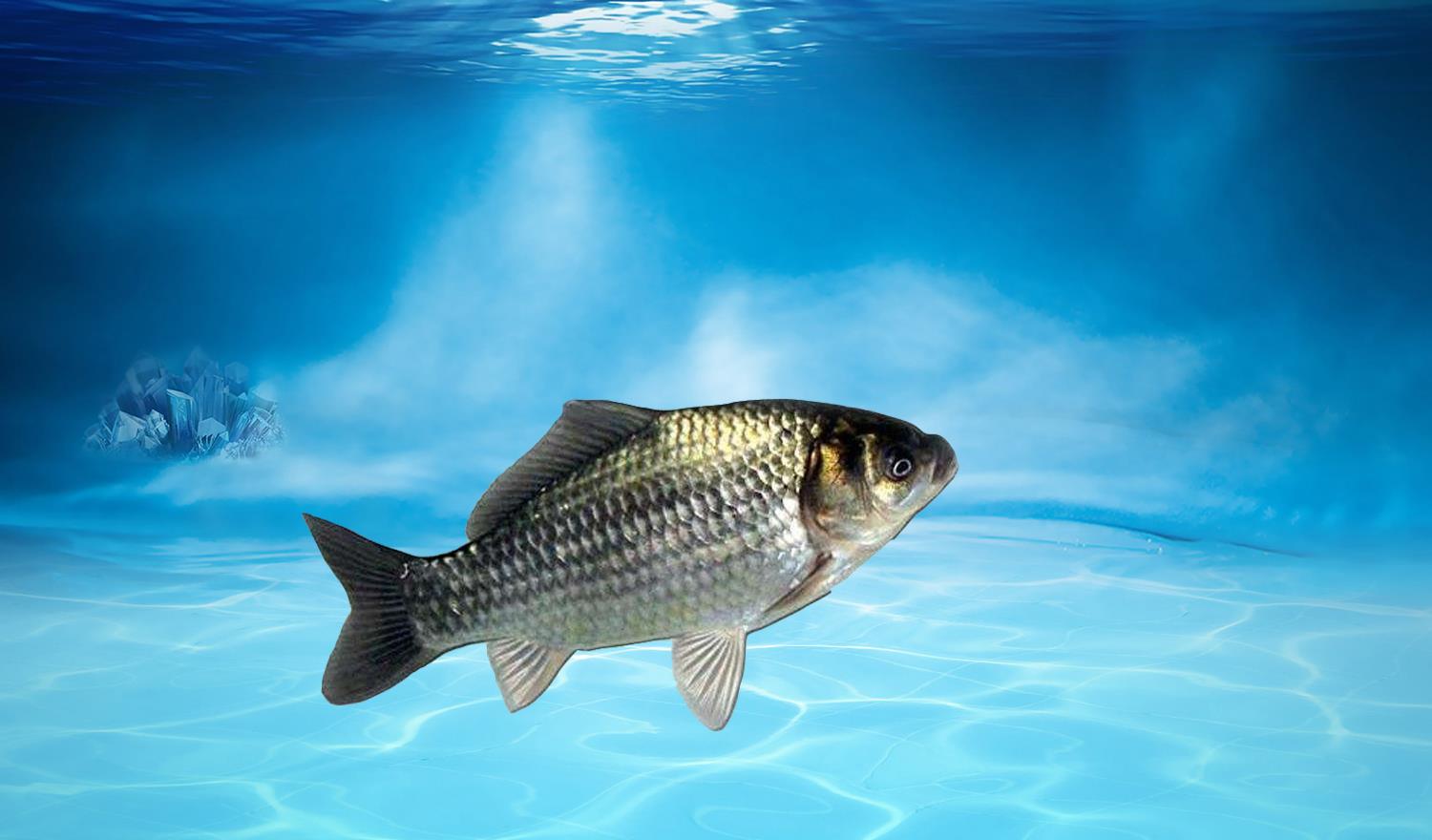 |温度对钓鱼的影响有多大？适合钓鲤鱼、鲫鱼、青鱼和罗非鱼的温度