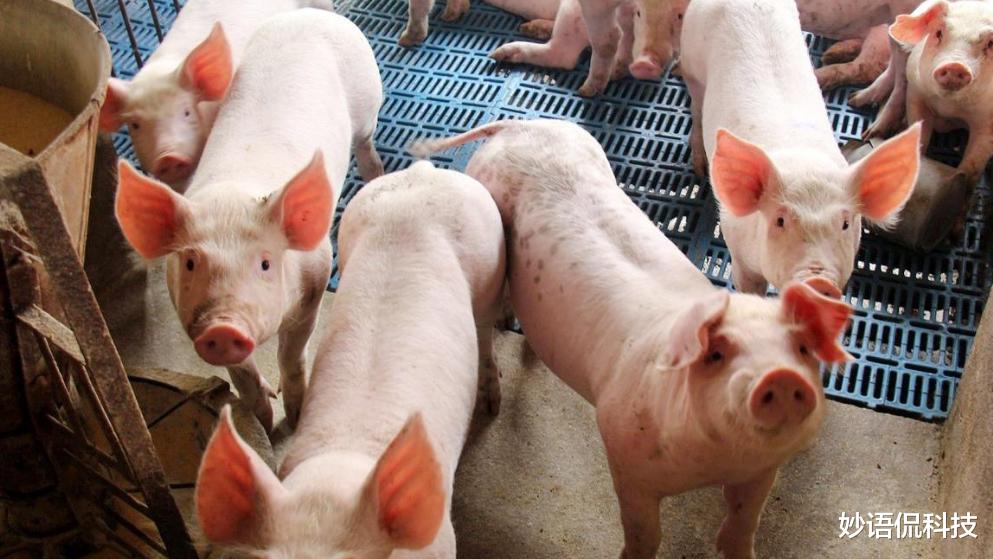 猪肉 猪肉上演“降价潮”,消费者却不愿购买,低价又能够撑多久呢?