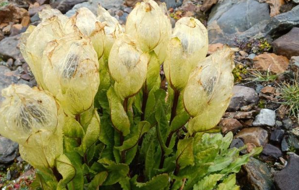 路边的野花也不能乱采,要是采到保护植物,可能会给自己惹麻烦