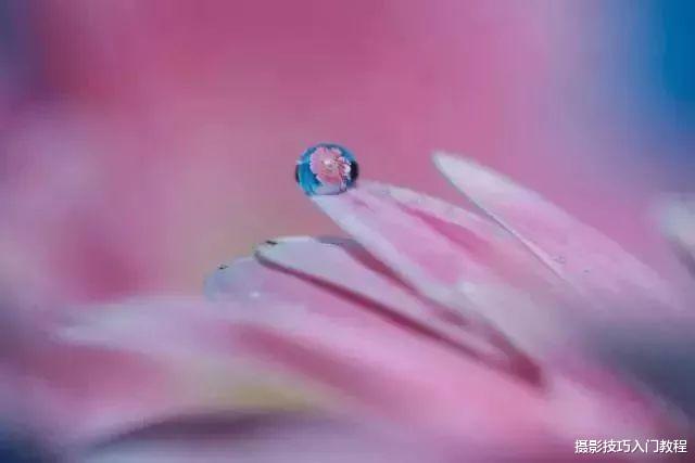 摄影技巧|摄影技巧：小小的水珠，竟然可以拍出这么美的作品，绝了！