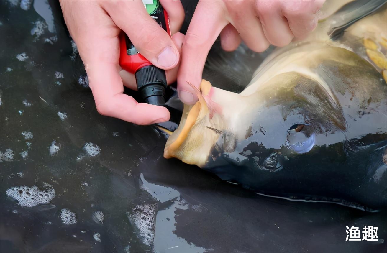 退休|在中国一文不值，出国后价值500万，最后被澳大利亚全国“通缉”