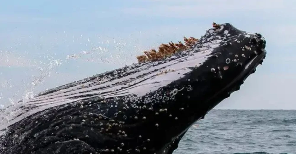 |遭人唾弃的藤壶，到底有多可怕？看看鲸和海龟被折磨的样子就懂了