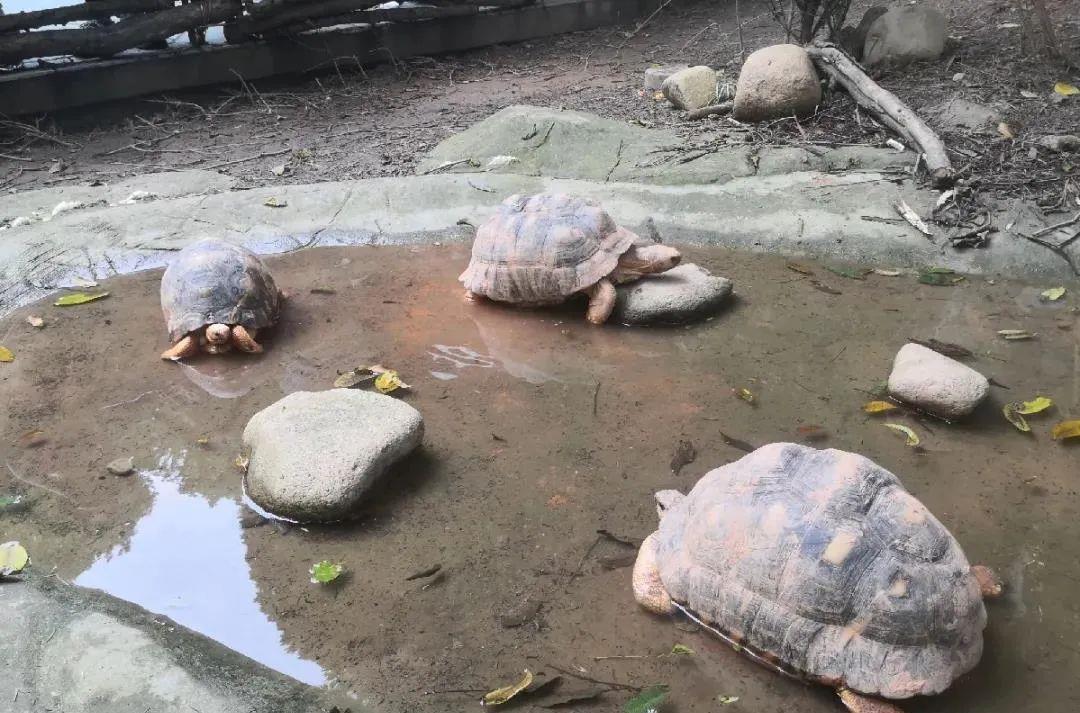 火星 高温天，动物消暑度夏有“凉方”