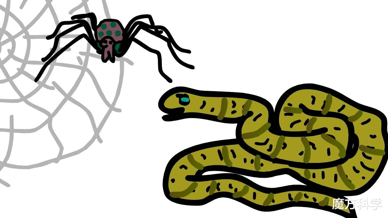 蜘蛛 让277条蛇丧命的黑寡妇：蛇的20倍毒，把蛇当玩物！为何蛇还总是输？