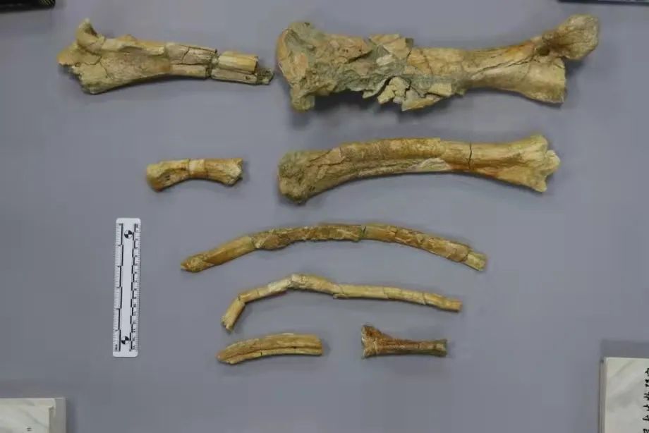 三门峡:这里发现5000万年前动物化石!