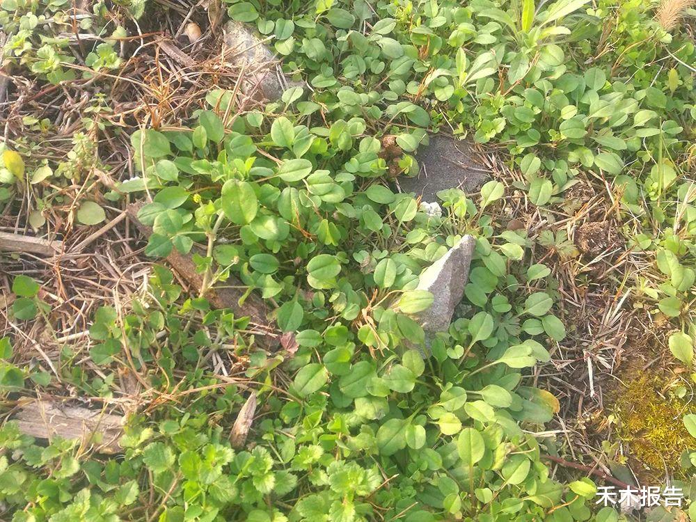 野菜|这野菜有胡椒味,曾是穷苦人的“救命菜”,价值很高,不妨认识下