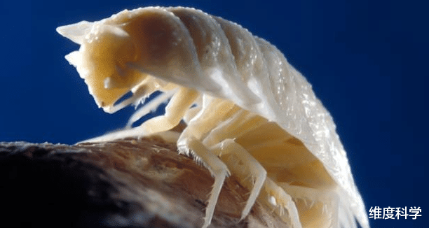 科学家 这个洞穴没有阳光，却拥有一套完整的生态系统，独自存在500万年