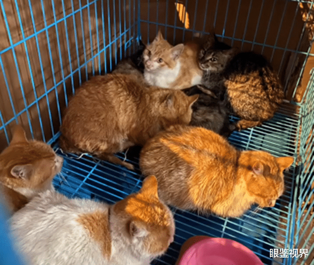 眼鉴视界 湖南永州一菜市场出售猫肉，每斤卖30多元，老板当场宰杀手段残忍