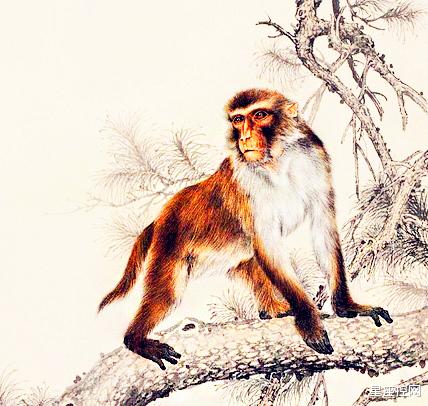 生肖|大人有大量的3个生肖，退一步海阔天空，事业生意哪都有贵人撑腰