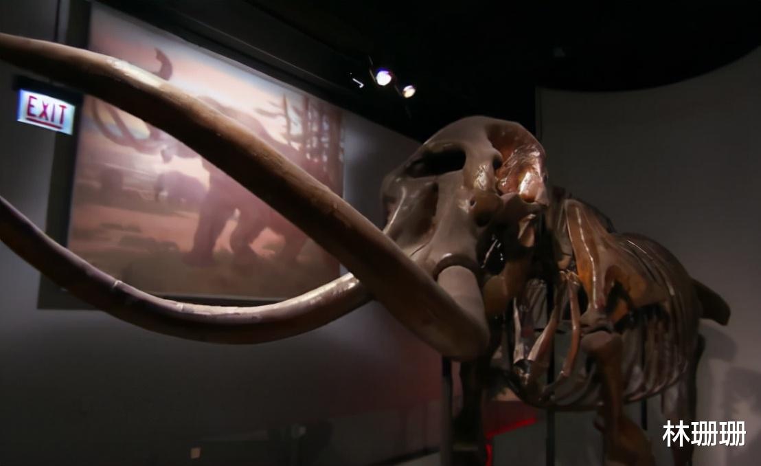 群星|动物广翅鲎：专吃海洋“浮尸”，4亿年前最先登陆地面的动物