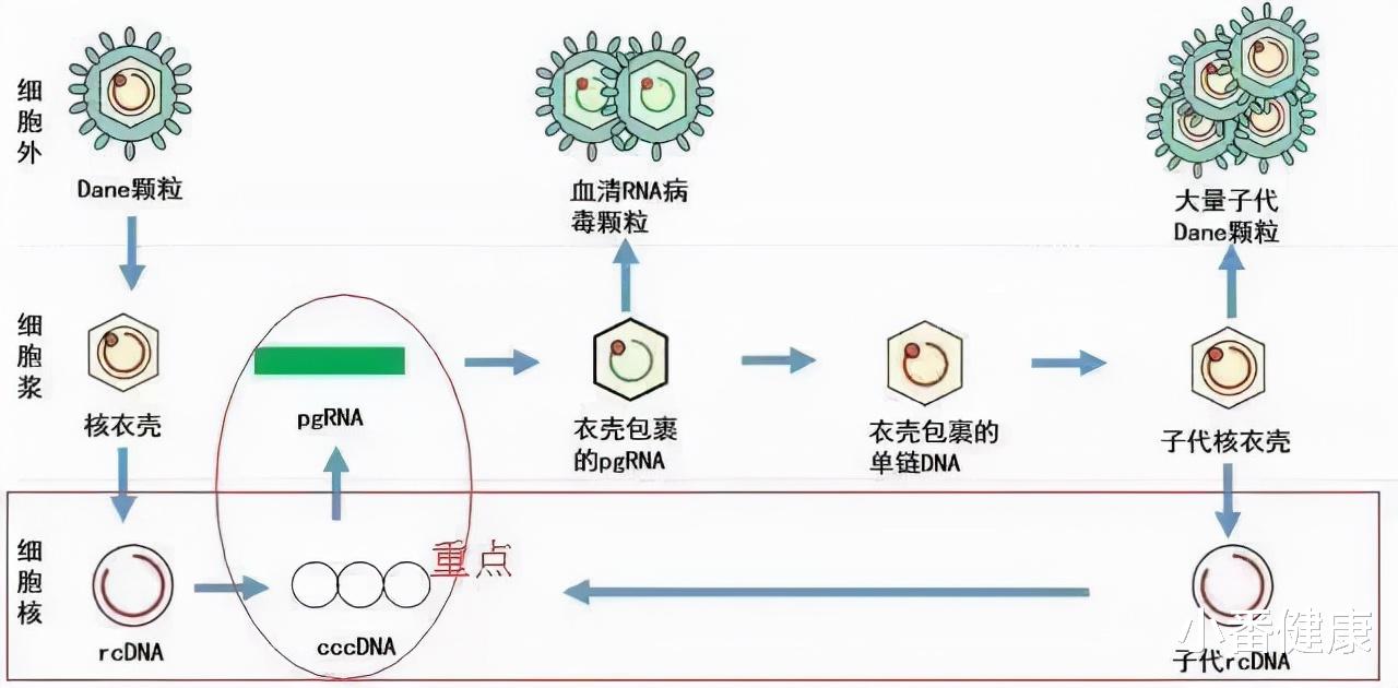 乙肝 乙肝新药物靶点，充分了解更多其他步骤，有针对地设计药物